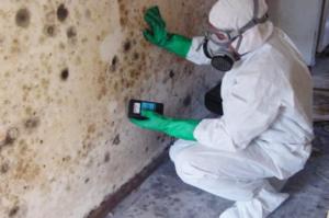 mold-remediation.png